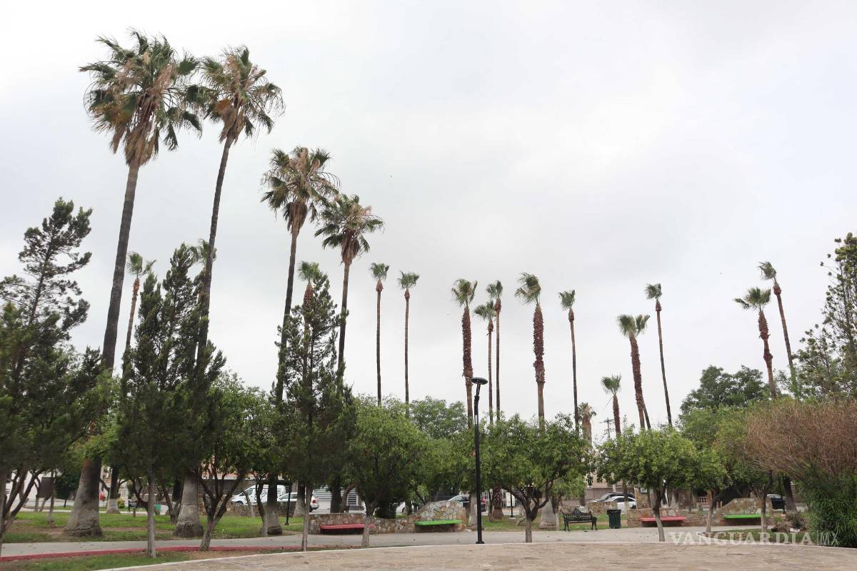 $!De acuerdo con los vecinos esas palmeras son el refugio de cientos de pericos serranos, y varias crías murieron durante la poda, lo mismo que algunos pájaros adultos, al realizarse las labores.