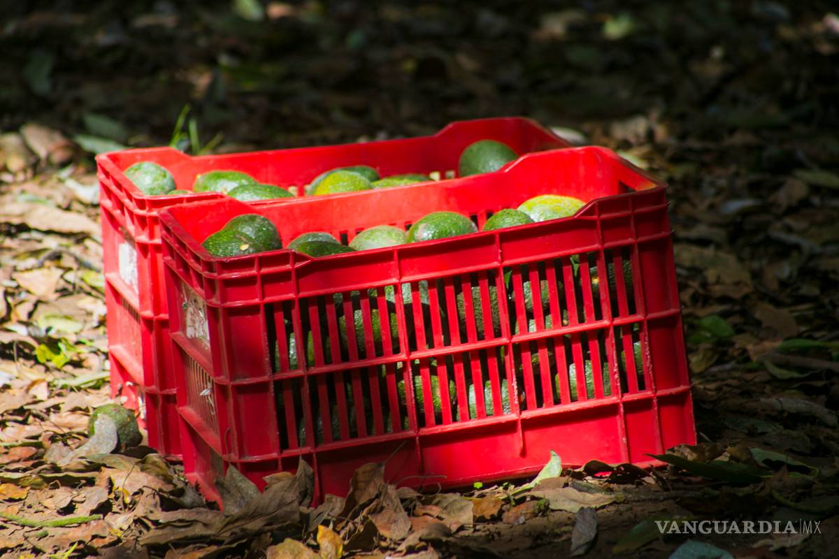 $!El aguacate mexicano sigue luchando contra el narco