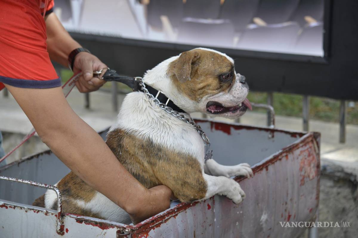 Arranca campaña contra garrapatas en Saltillo; desparasitan y vacunan a ‘lomitos’ contra la rabia