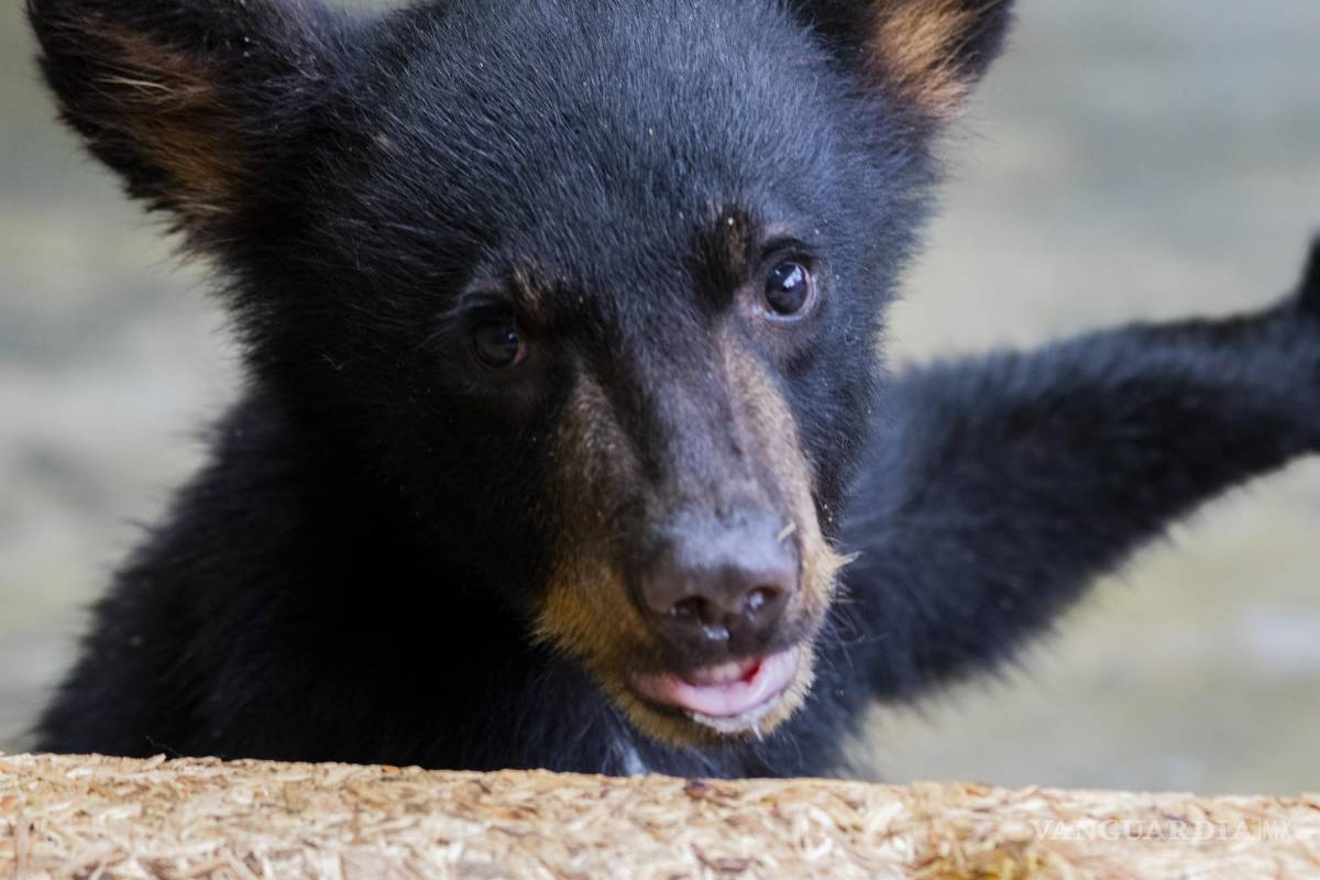 Cachorros huérfanos de osa atropellada ya no regresarán al entorno natural; evalúan lugares de resguardo