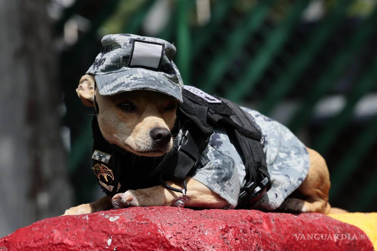 $!Comando Chihuahua, un perro de raza pequeña de un año y tres meses de edad, se ha convertido en el agente de proximidad social más popular de la Guardia Nacional de México.