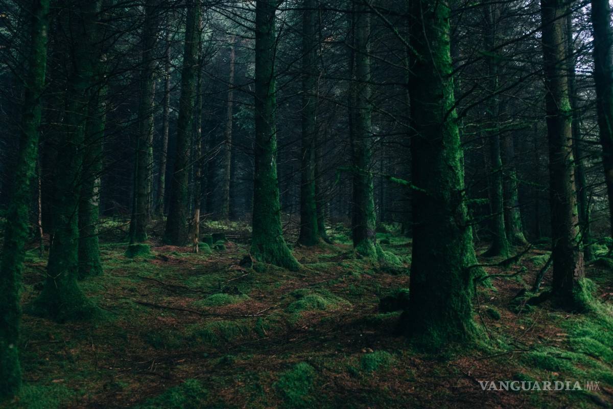 La Sinfonía, ese bosque profundo II