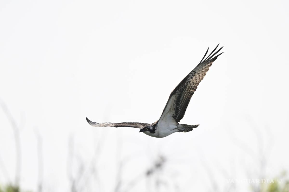 $!Saltillo, escala de aves migratorias: registros siguen su paso por la ciudad