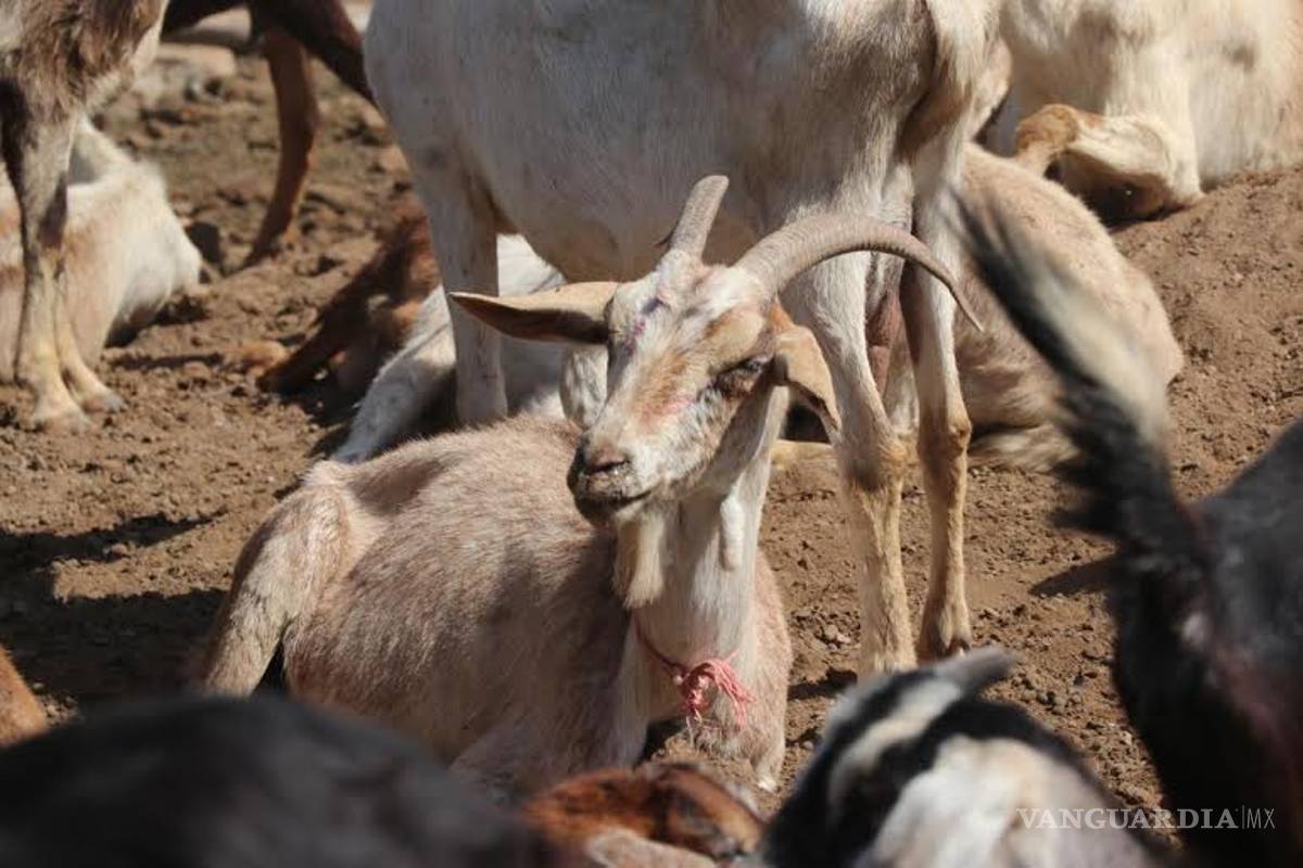Arranca el programa de Sanidad Animal Rural en La Laguna