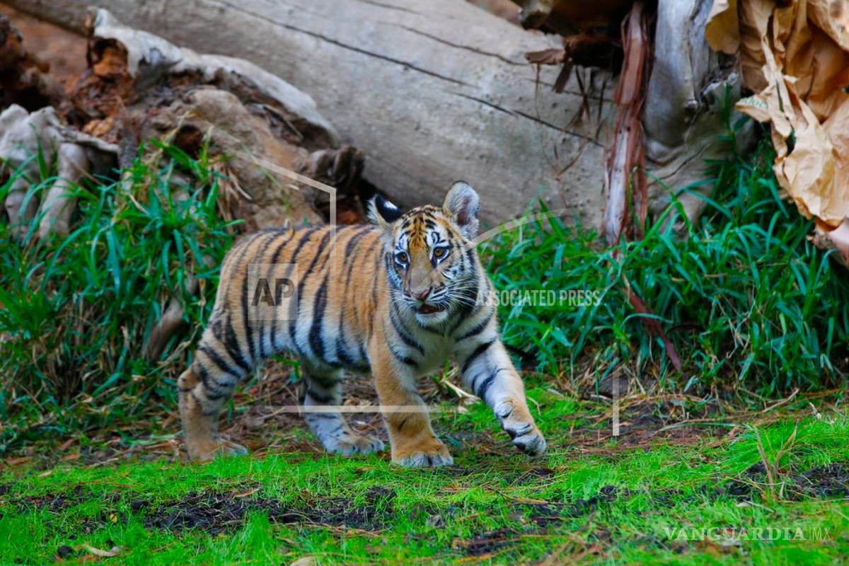Prisión a joven que ingresó un tigre de Bengala a EU