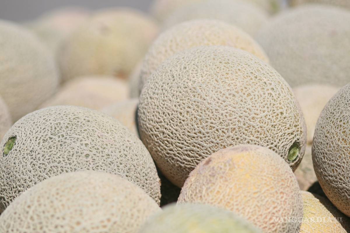 $!Más de 4 millones de toneladas de cultivo se han producido en la Laguna