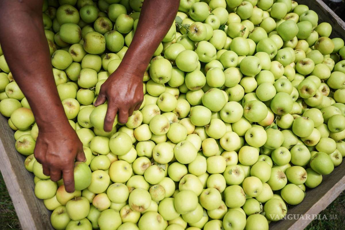 Economía inicia investigación antidumping por importaciones de manzana de EU