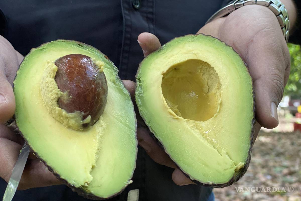 $!Los aguacates contienen fibra dietética, grasas saludables y otros componentes que se han asociado a una buena salud cardiovascular.