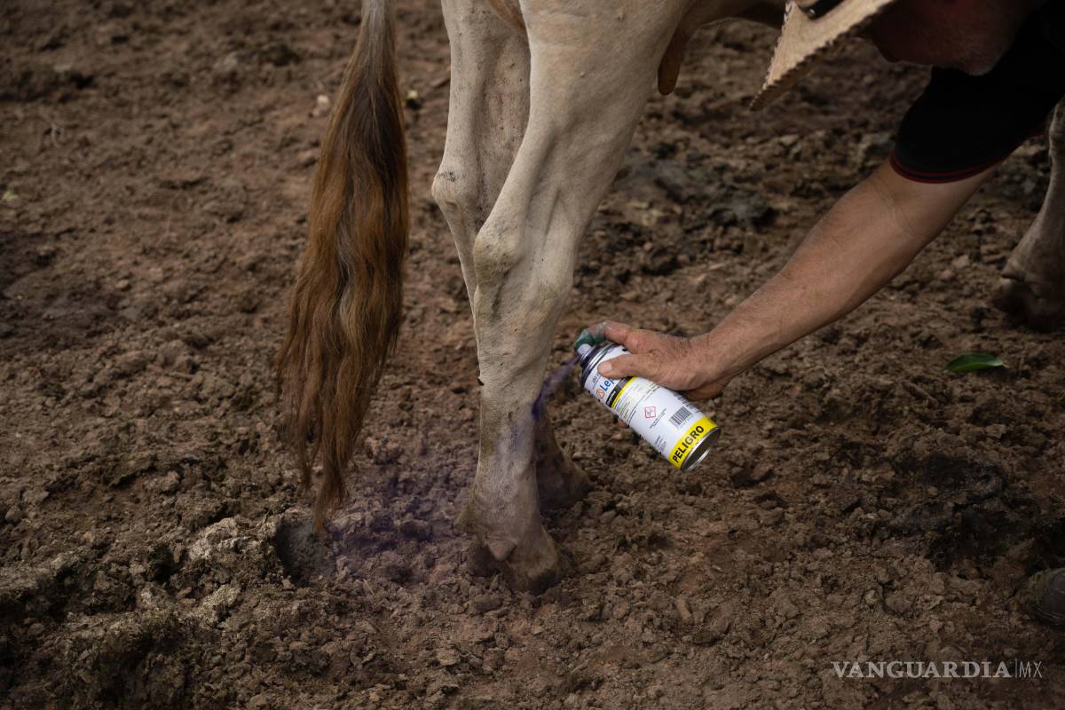 Detectan caso de gusano barrenador en Nuevo León; es el más cercano a frontera con EU