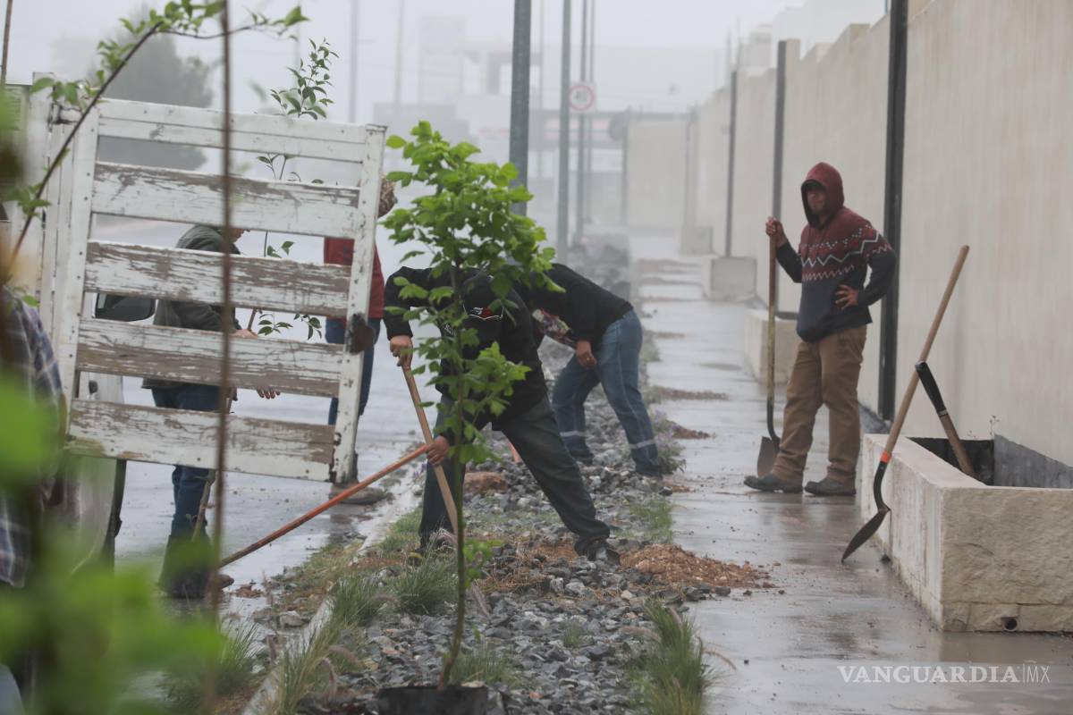 $!Vecinas y vecinos del fraccionamiento Bosque de las Lomas participaron en la reforestación de la vialidad Paseo de las Ardillas, junto a brigadas municipales.