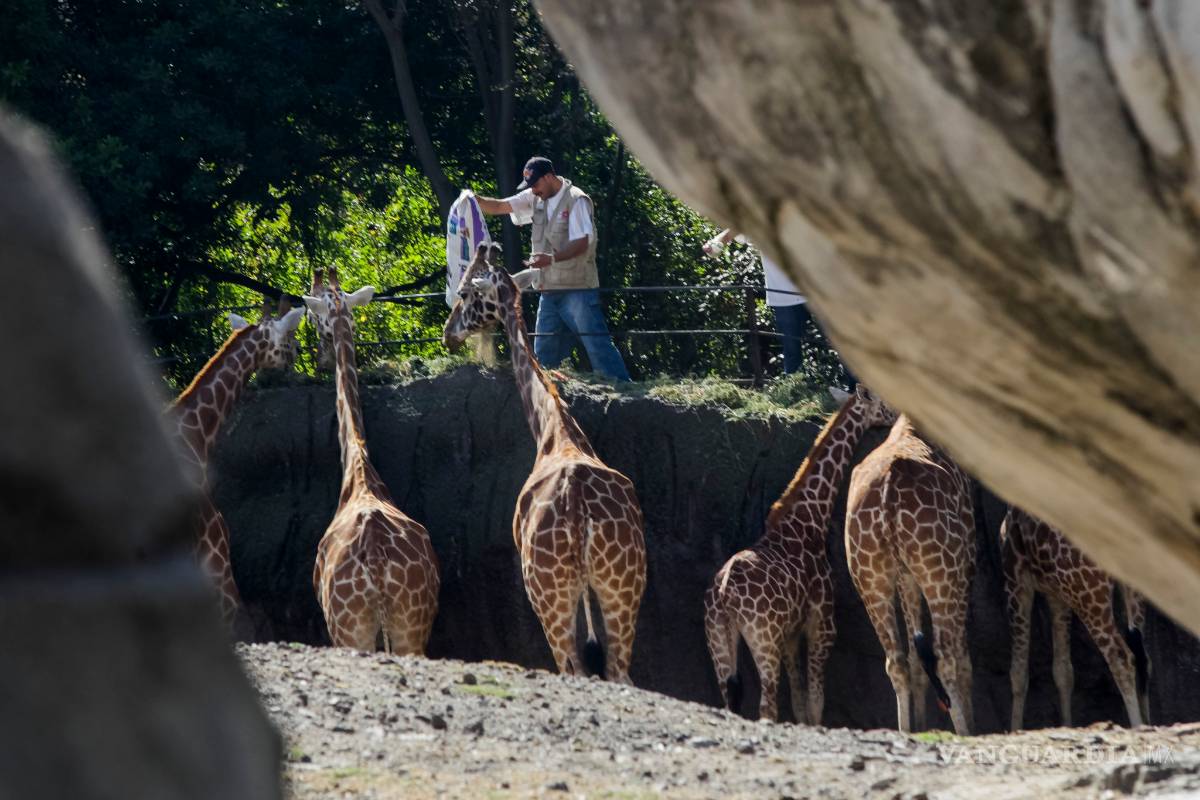 $!Zoológico de Chapultepec cumple 92 años