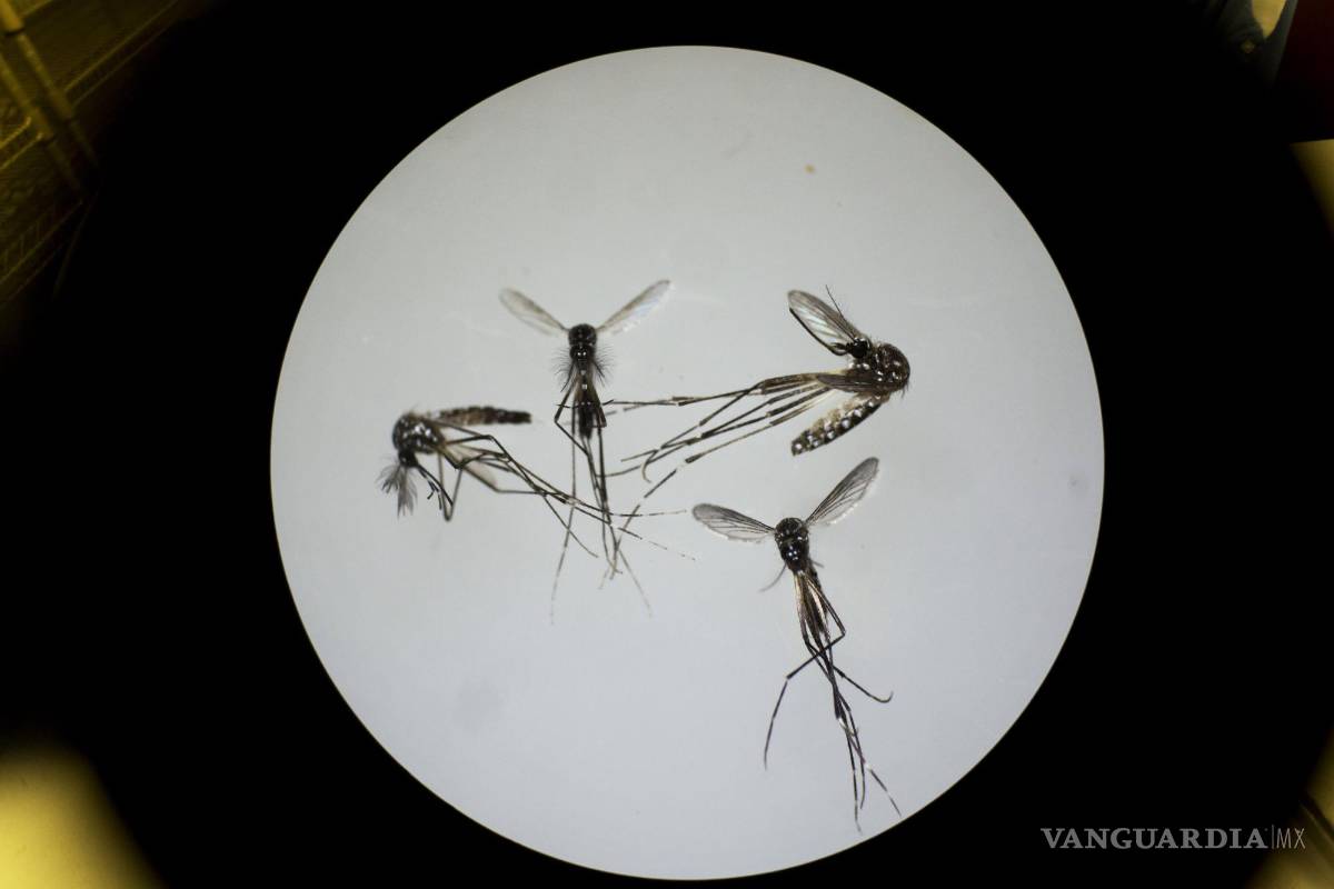 Llegaron los mosquitos. Esto hay que saber sobre el virus del Nilo Occidental