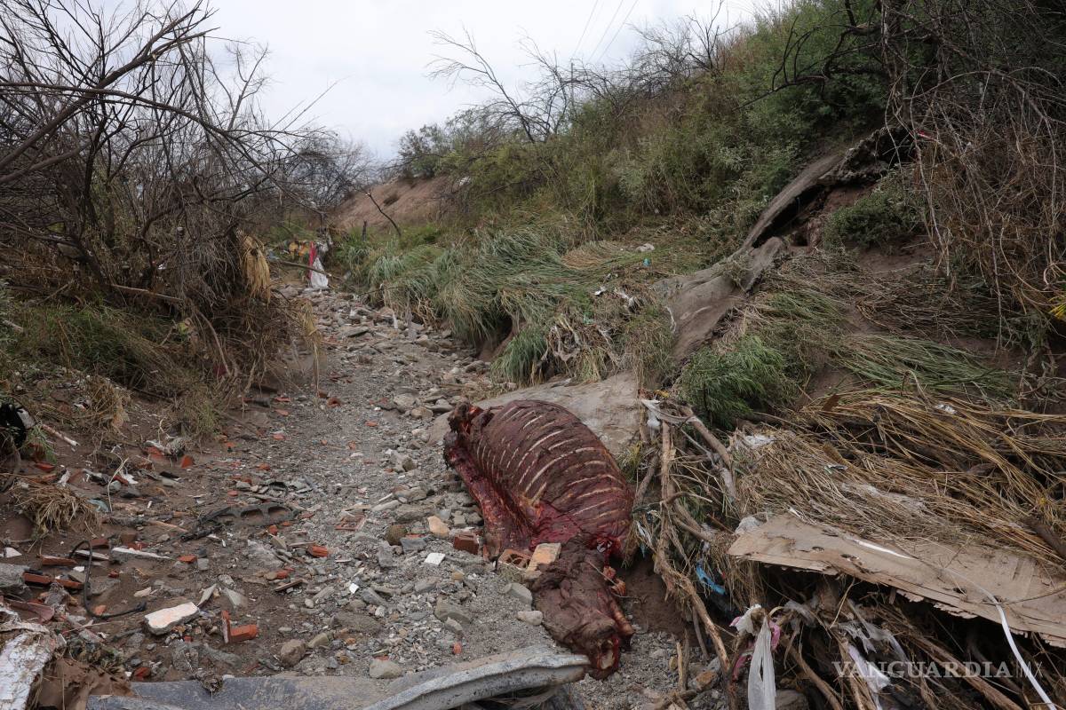 $!El cuerpo de un caballo apareció flotando en el cauce del arroyo, luego de ser arrastrado por la corriente junto con otro equino que logró salvarse.