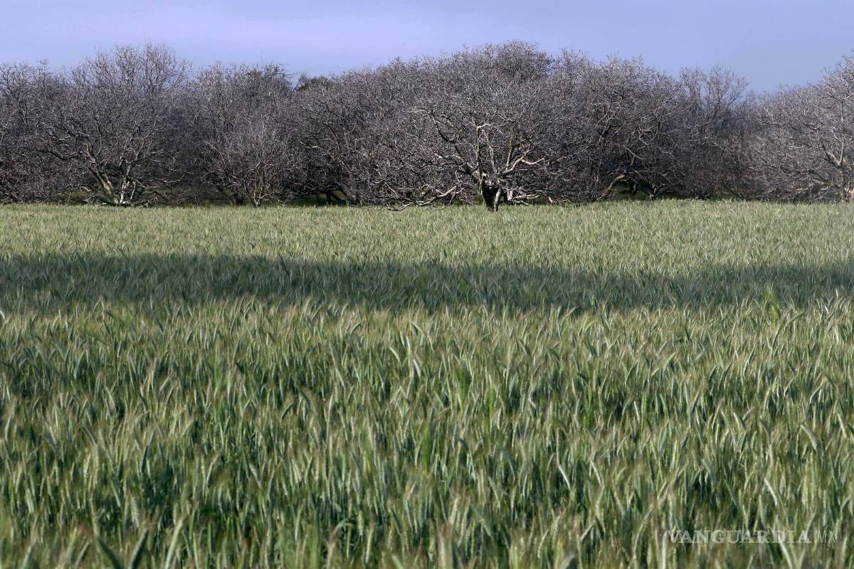 Exentan en 2025 aranceles a la importación de trigo y fertilizantes