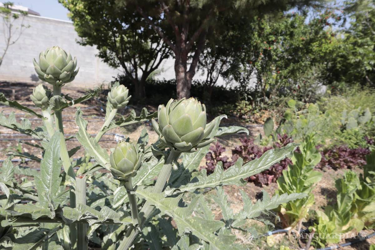 Tlali Yoltok, granja urbana de Coahuila, dedicada al cultivo orgánico y a la agricultura regenerativa