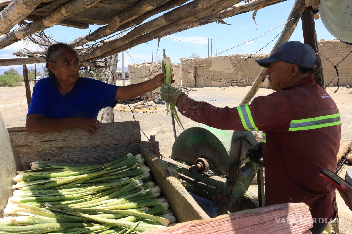 $!Los campesinos de Noria de la Sabina regresaron al trabajo de tallar la lechugilla y quemar candelilla.