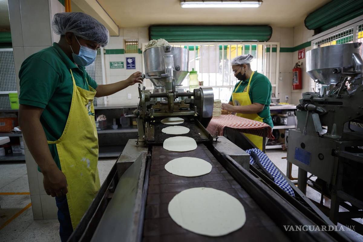 Tortilleros descartan alza de precios; afirman que hay suficiencia de maíz blanco