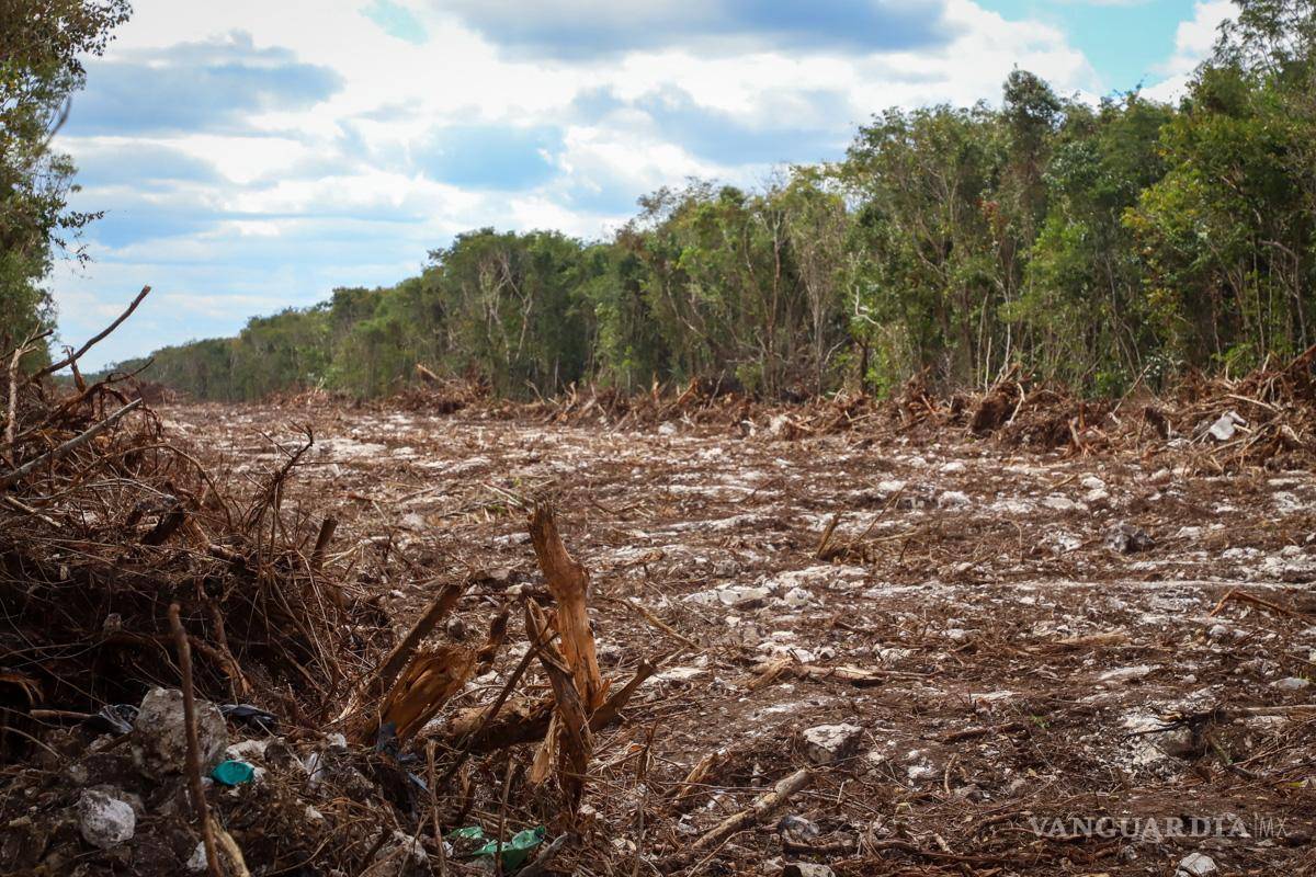Gobierno de AMLO ocupa más de 2 mil hectáreas de terrenos privados para construcción del Tren Maya