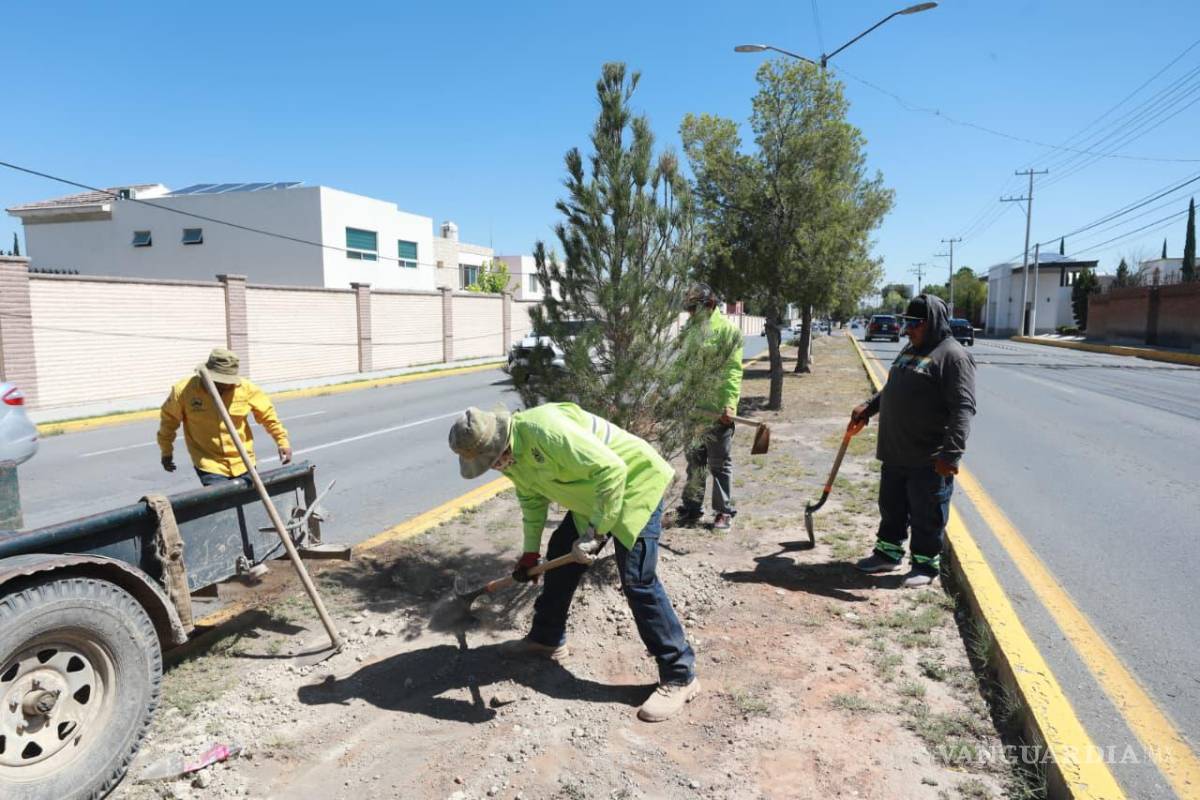 $!En el bulevar José Musa de León fueron plantados ejemplares de Pino Eldarica.