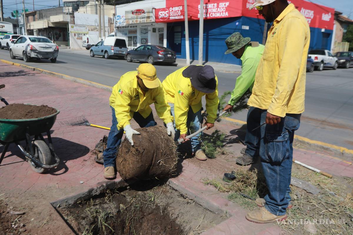 $!Personal del programa “Aquí andamos” plantó 43 árboles de Pino Eldarica en el camellón central del bulevar Isidro López Zertuche, mejorando el paisaje urbano y contribuyendo al cuidado del medio ambiente.