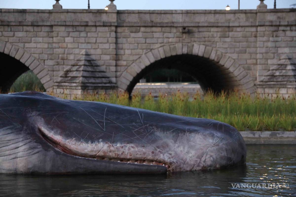 $!Madrid amanece con un "cachalote" varado en el río Manzanares