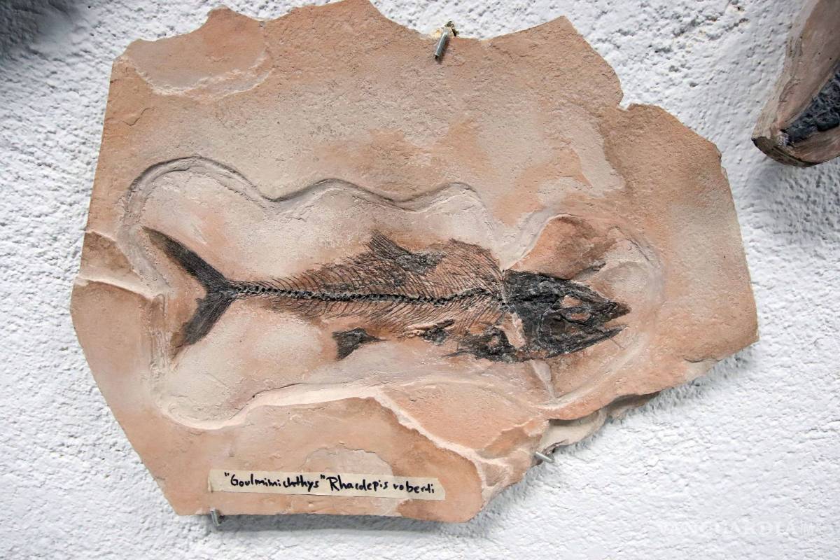 $!Museo del Desierto de Saltillo acerca a la gente a sus investigadores para que aprecien su trabajo en laboratorio