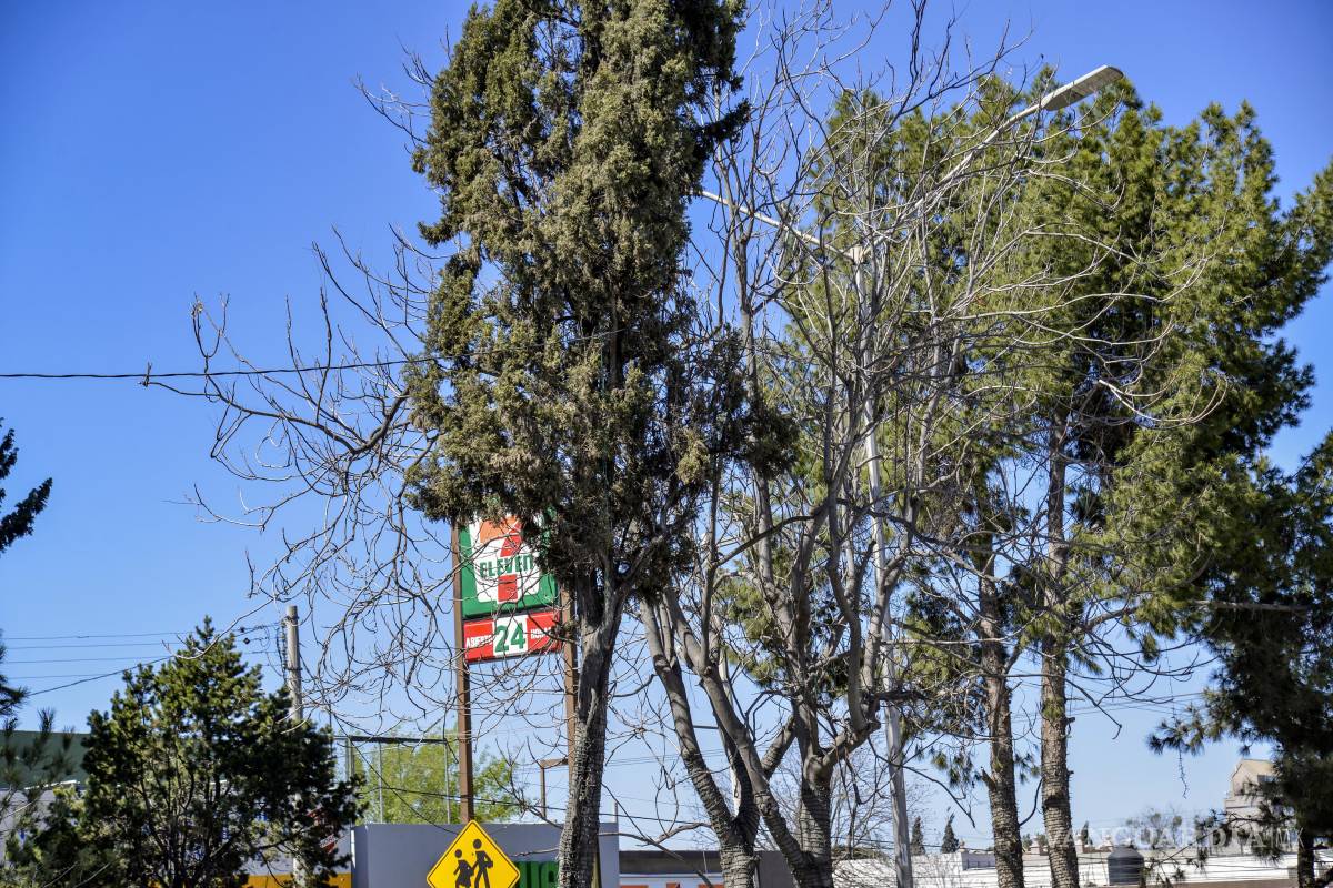 $!Algunos de los viejos pinos del bulevar V. Carranza afean el panorama.