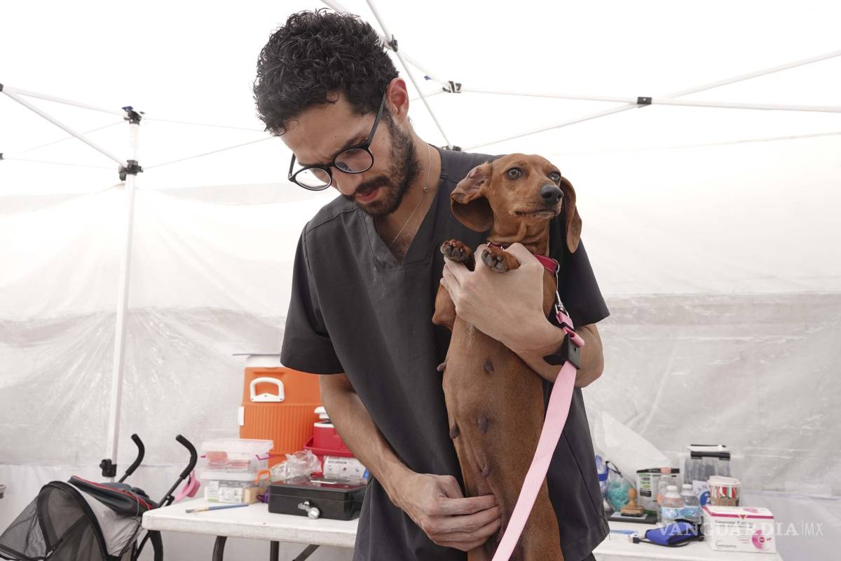 PRI propone deducir ISR a alimentos y atención médica para animales