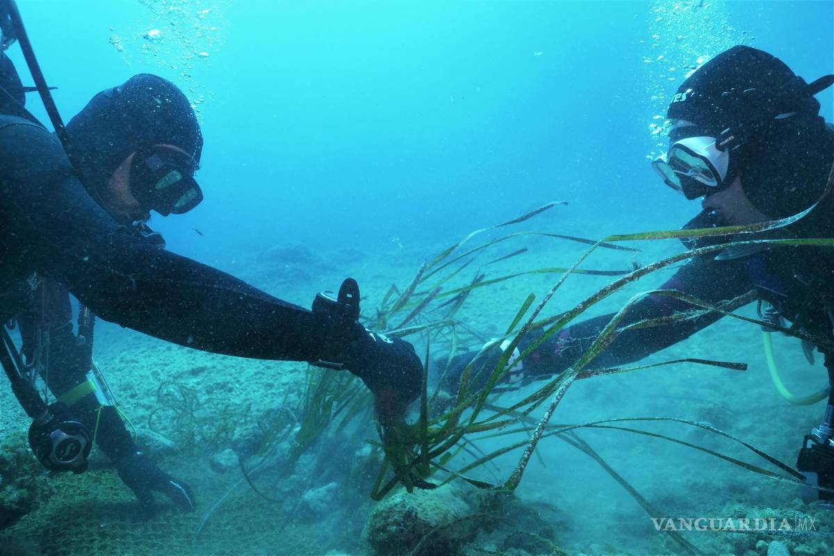 ¿Sabías que los océanos son la séptima economía mundial?, están amenazados por la falta de regulación