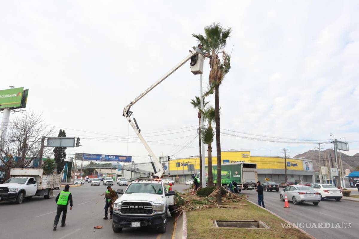 $!El retiro de ramas secas reduce riesgos para peatones y automovilistas y previene accidentes.