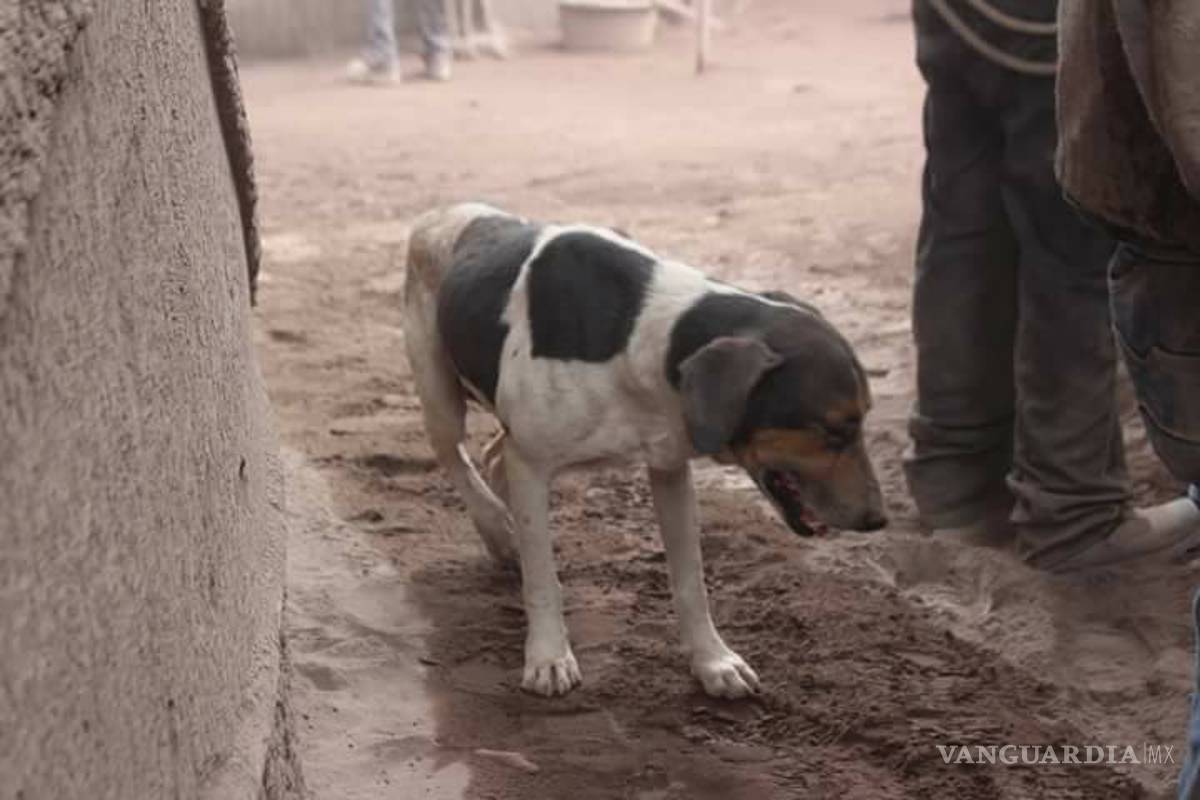 Entre las cenizas del Volcán de Fuego, un perro encontró a sus dueños