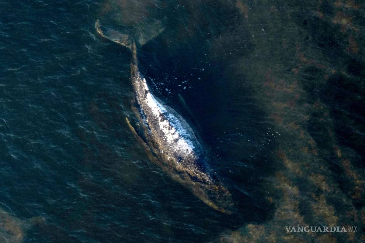 $!La ballena jorobada yace en una bañera desbordada frente a la isla de Poel, Alemania, el miércoles 22 de abril de 2026.