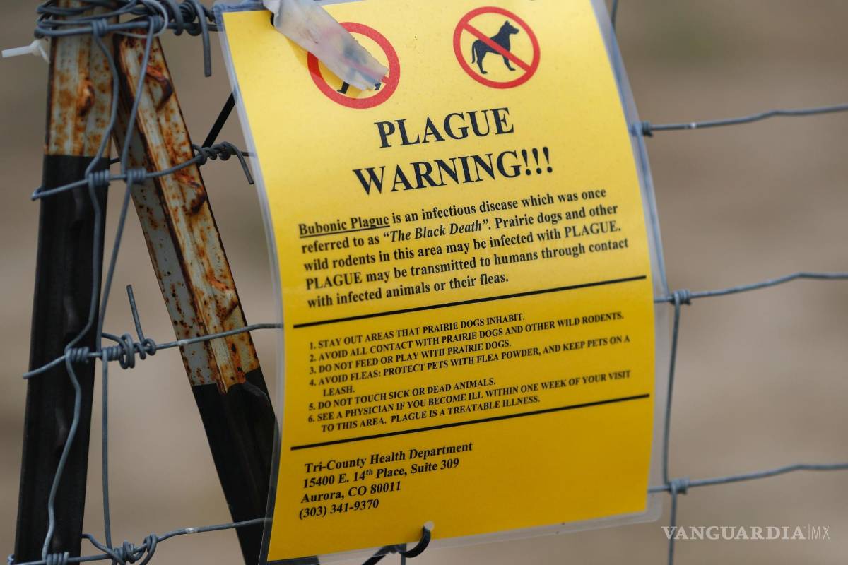 Diagnostican a un residente de Oregon con peste bubónica. ¿Qué hay que saber de la enfermedad?