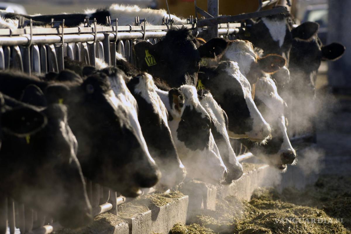 Gripe aviar se propaga a más animales de granja en EU. ¿Es seguro consumir leche y huevo?