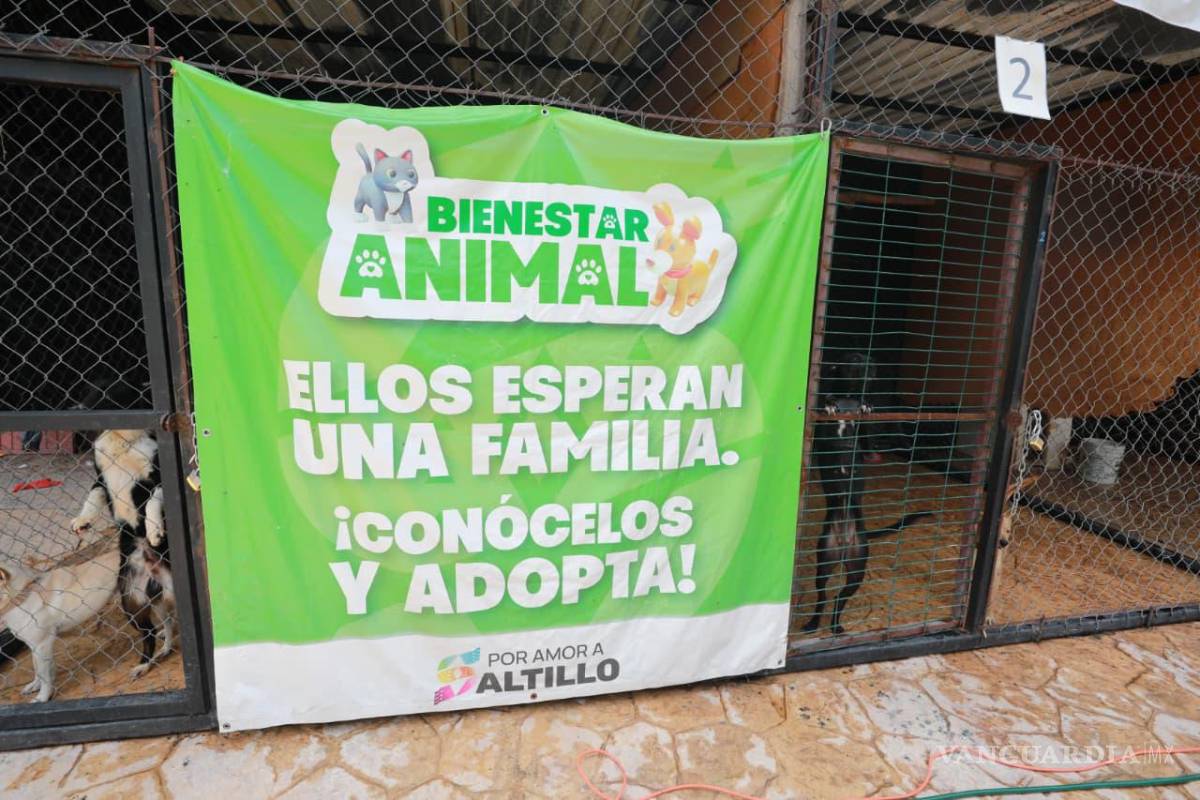 $!Los perros disponibles buscan una familia que les brinde un hogar y una segunda oportunidad.