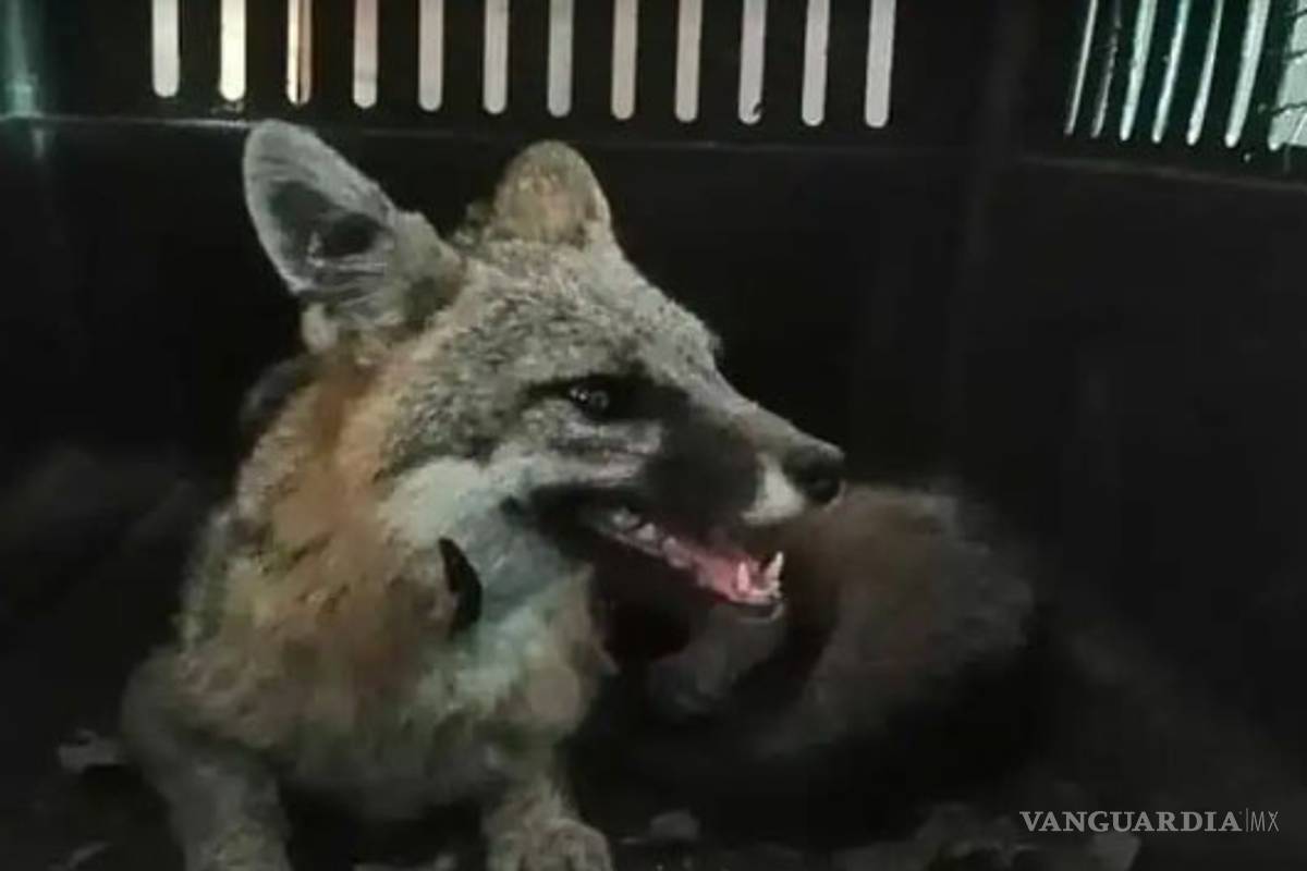 Rescatan un zorro norteño en Torreón