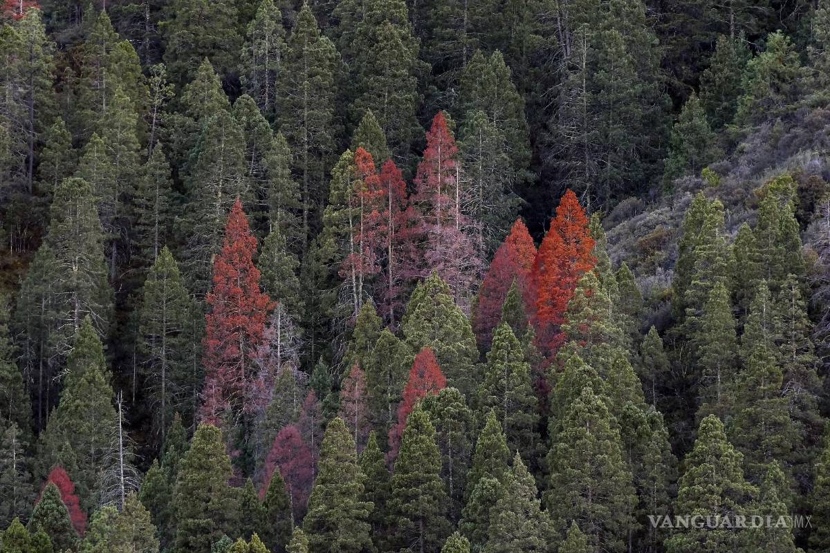 $!Pese a que puede aparecer un espectáculo visual, en realidad, es una advertencia natural.