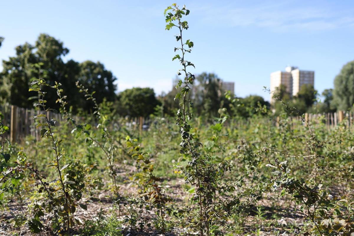 ‘Tiny Forests’, bosques urbanos que buscan ser una solución verde para oxigenar las grandes ciudades