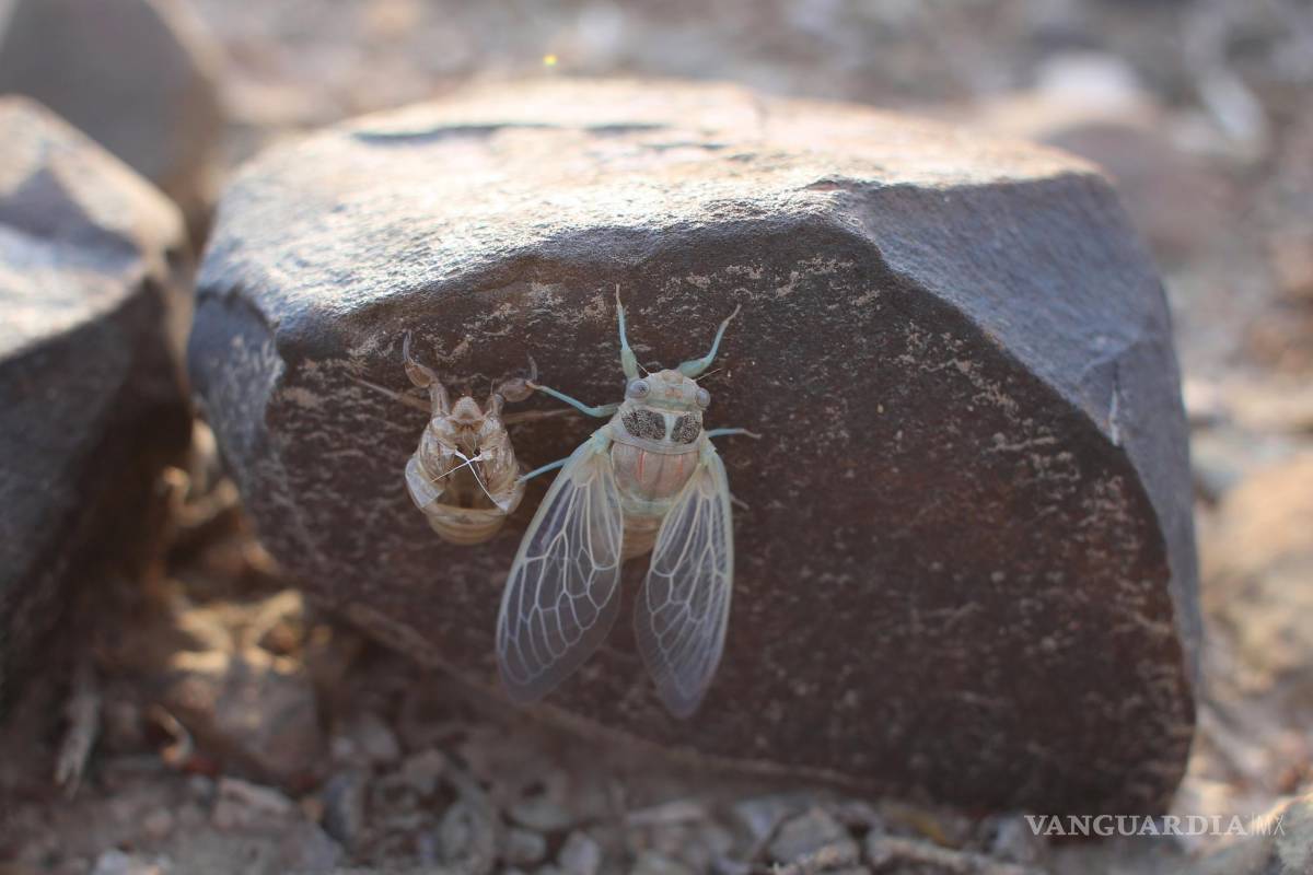 Millones de cigarras emergen en el semidesierto coahuilense