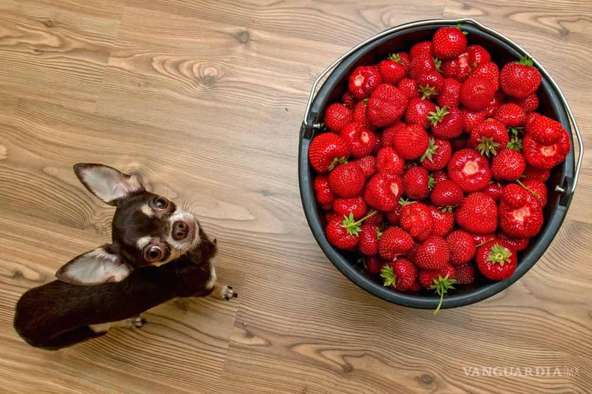 10 frutas deliciosas que tu perro puede comer