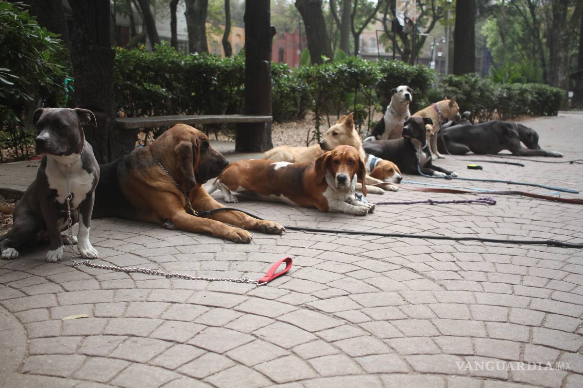 $!Crean aplicación para controlar población canina