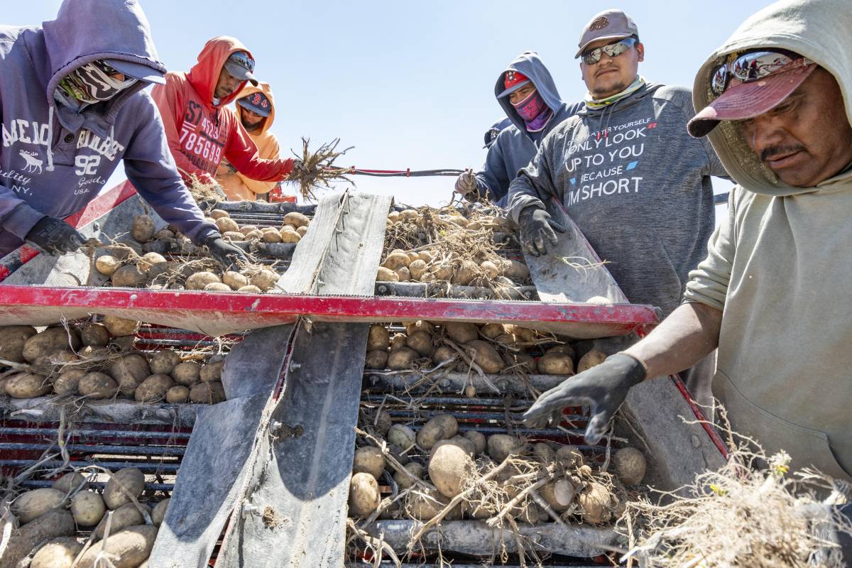$!Trabajadores del campo en el ejido San Rafael, municipio de Galeana, Nuevo León, levantan la cosecha que irá a parar a algún supermercado que inflará los precios.