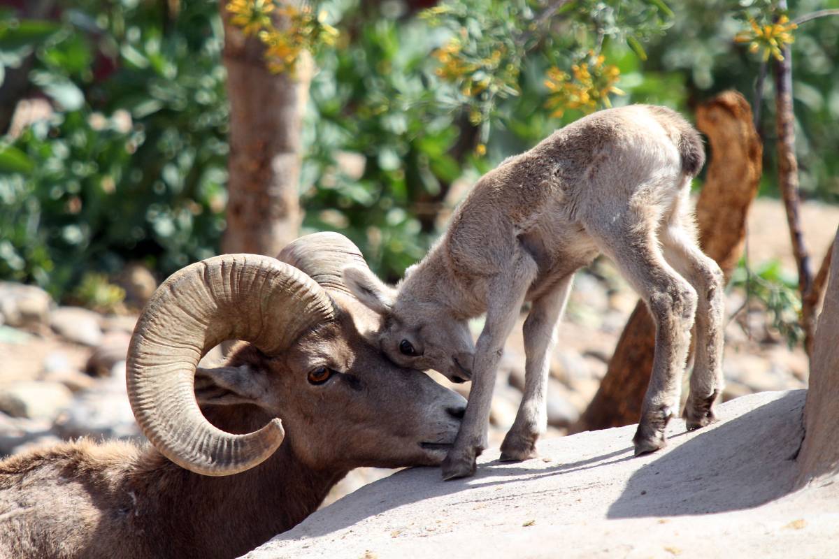 Museo del Desierto de Saltillo, última esperanza para borrego cimarrón; recientemente nacieron 3 crías