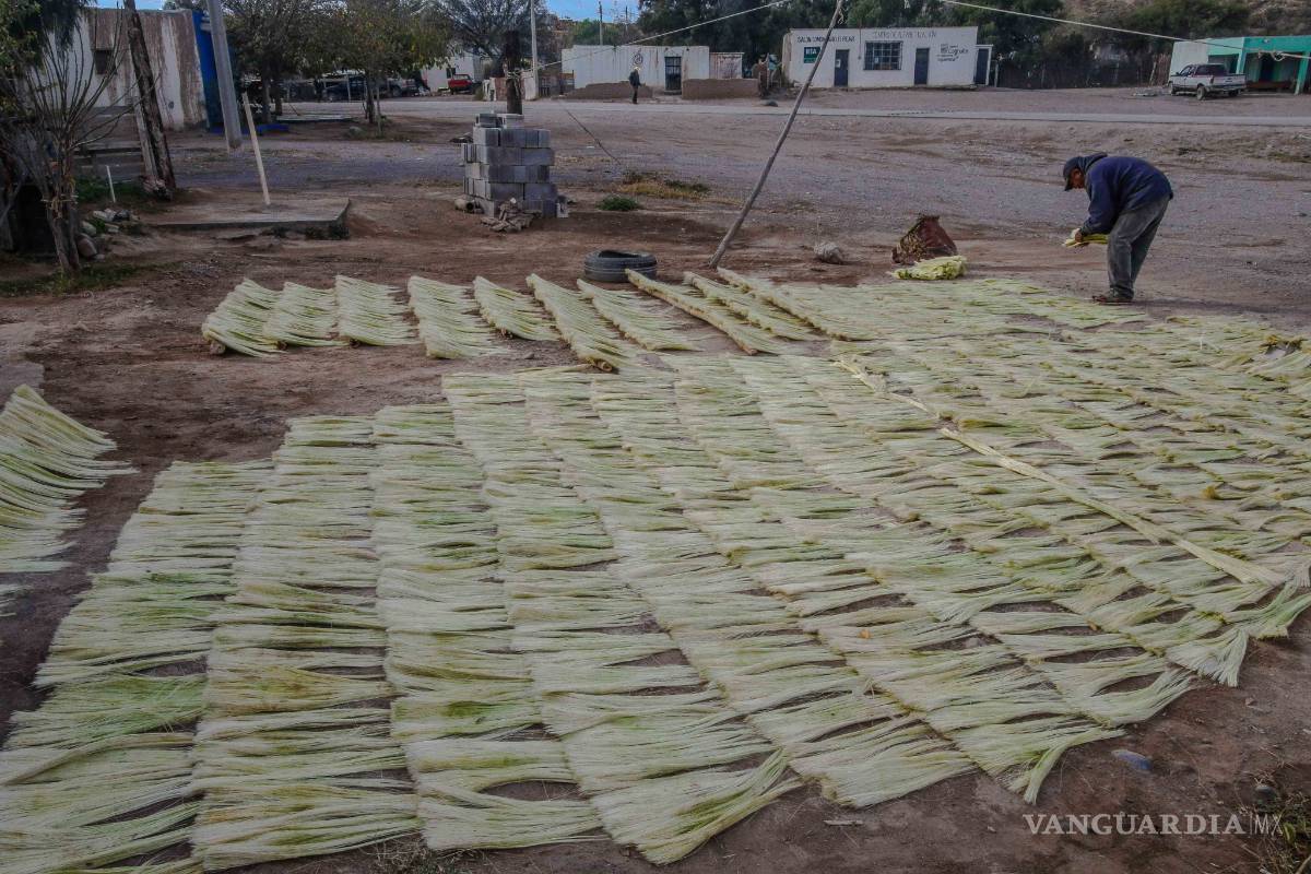 Lechuguilla, sobreviviente del desierto