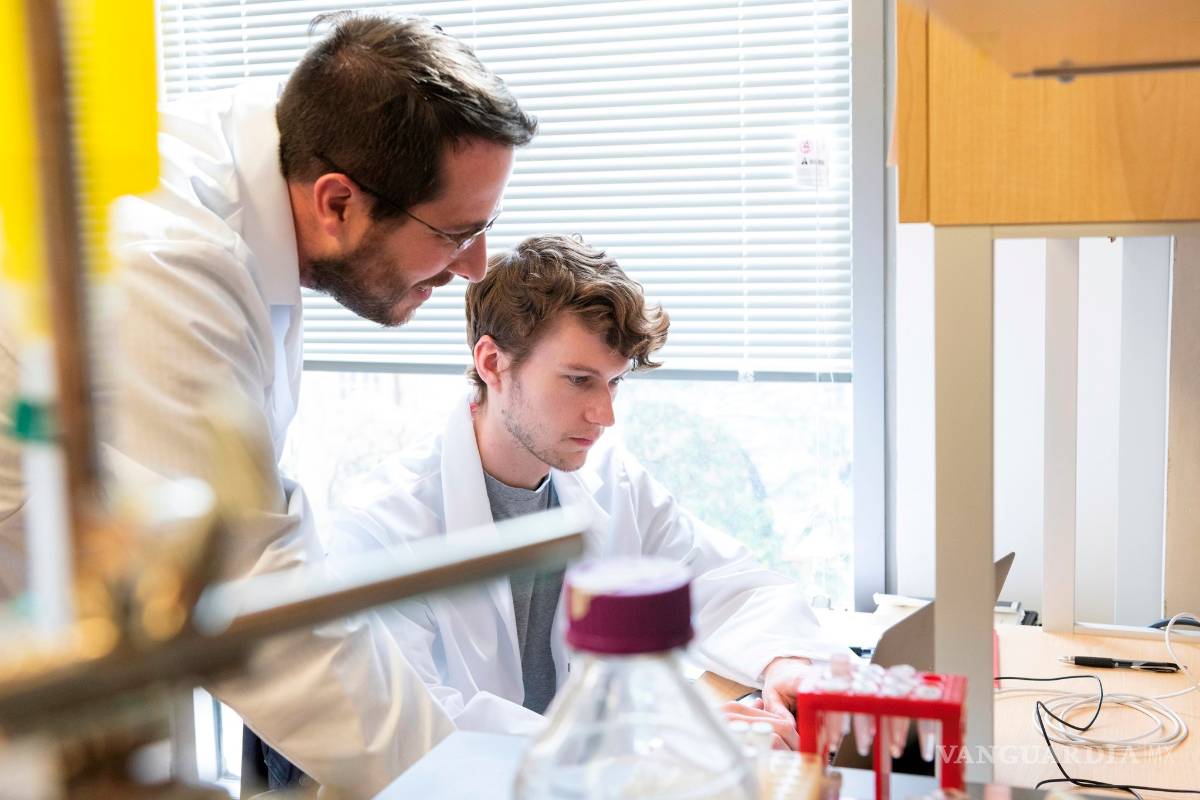 $!Descubren que los anticuerpos de las llamas neutralizan al COVID-19