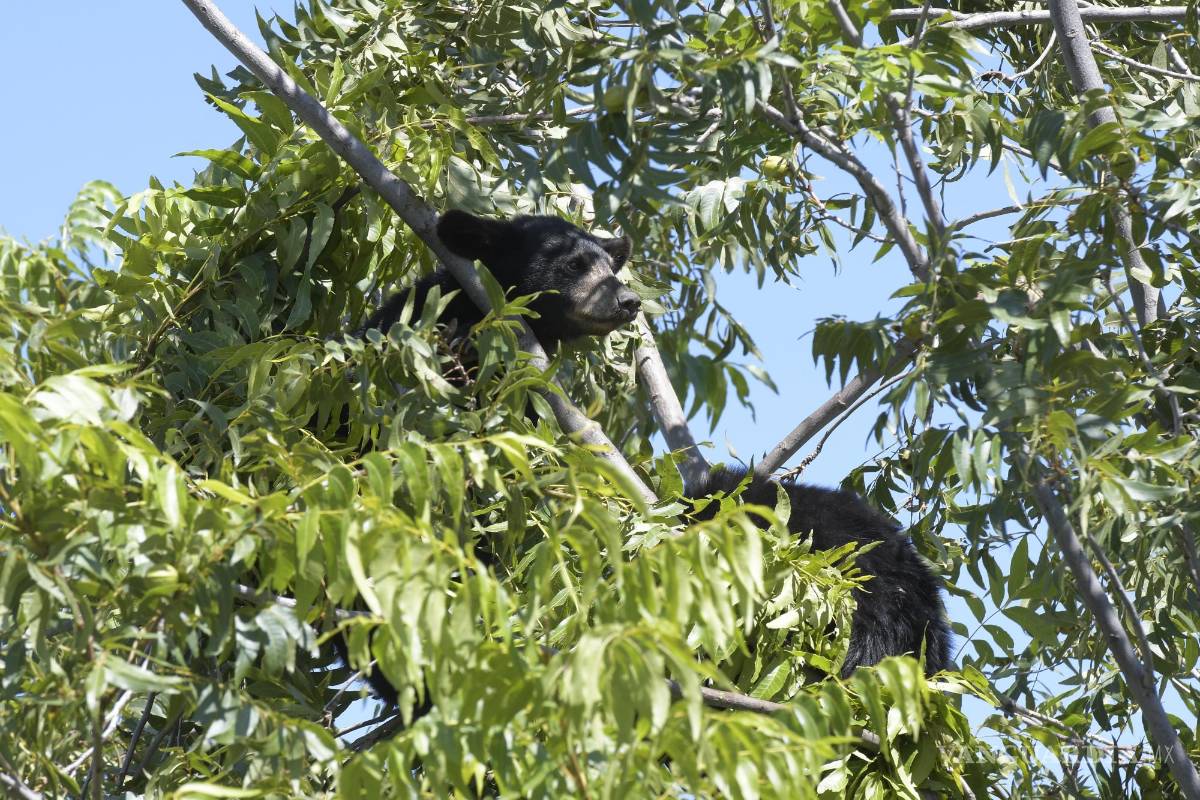 Atrapan a familia de osos en Monte de Sinaí