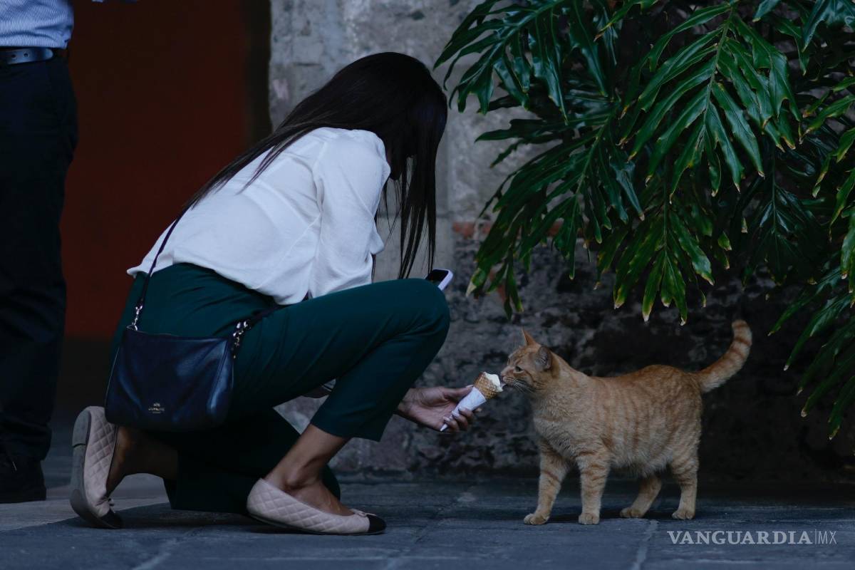 $!Un gato salvaje que vive en el Palacio Nacional prueba un helado en Ciudad de México.
