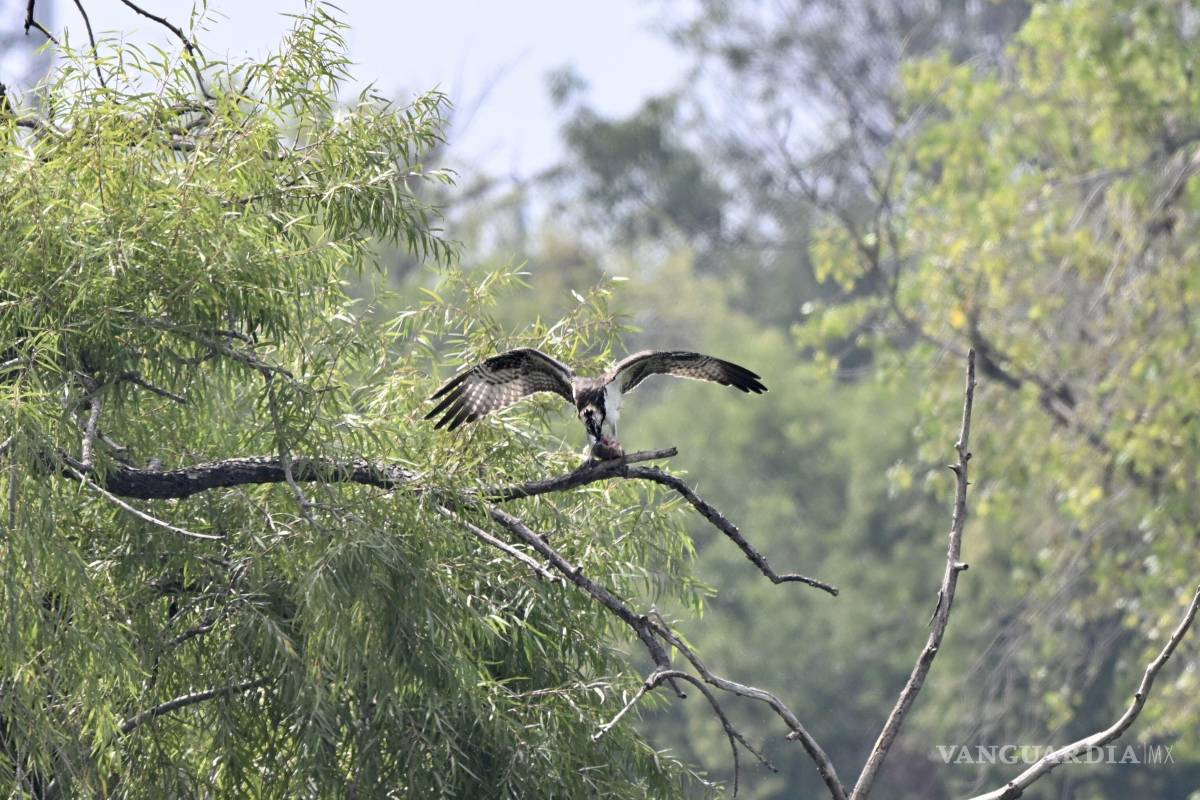 $!La llegada de aves migratorias recuerda que Saltillo forma parte de movimientos naturales que rebasan sus límites urbanos.