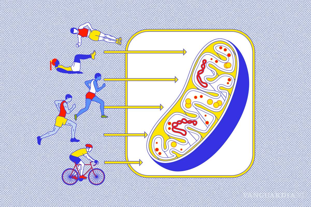 ¿Es la ‘zona 2’ el nivel de esfuerzo ideal para hacer ejercicio?