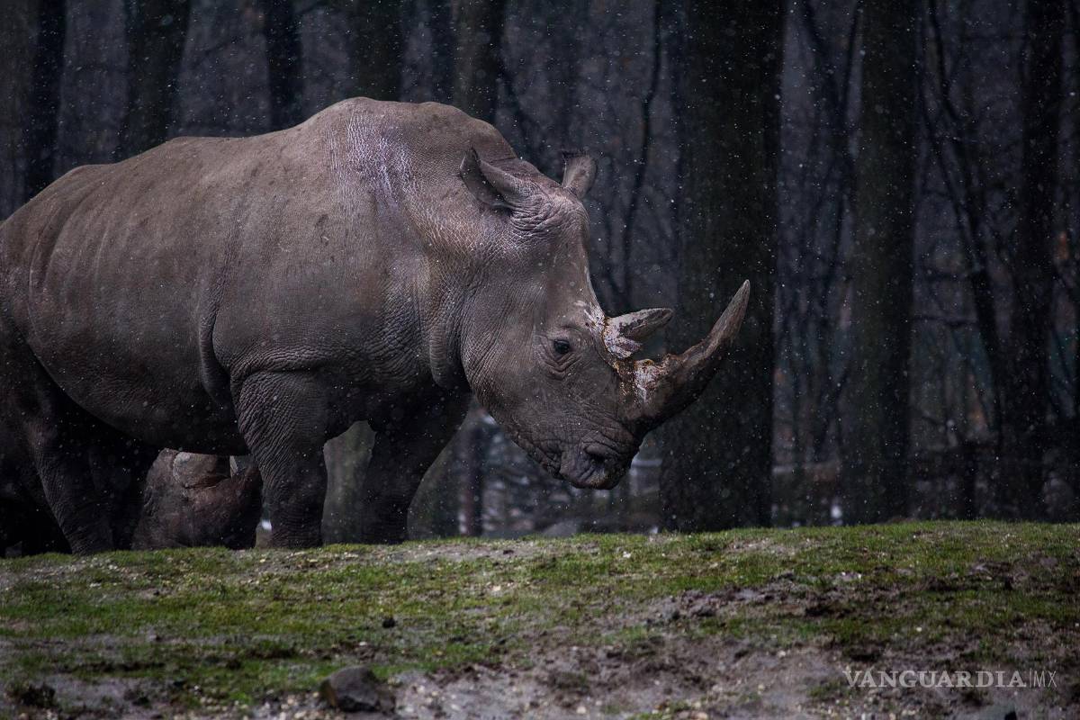 $!Subasta de cuernos de rinoceronte no logra las ventas previstas
